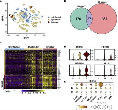 ISG15/USP18/STAT2 is a molecular hub regulating IFN I-mediated control of Dengue and Zika virus replication